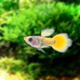 Yellow Koi Glass Belly