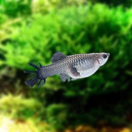 Black CrownTail