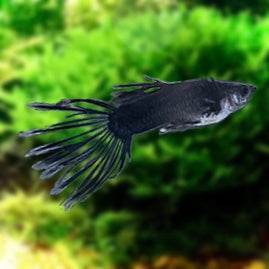 Black CrownTail