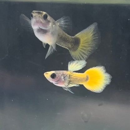 Yellow Koi Glass Belly