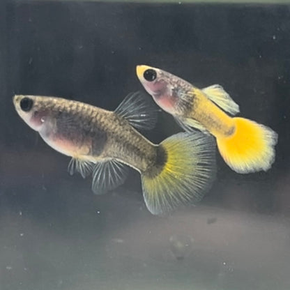 Yellow Koi Glass Belly