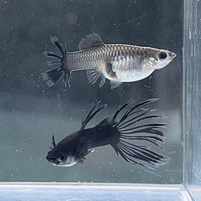 Black CrownTail