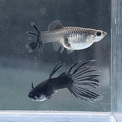 Black CrownTail